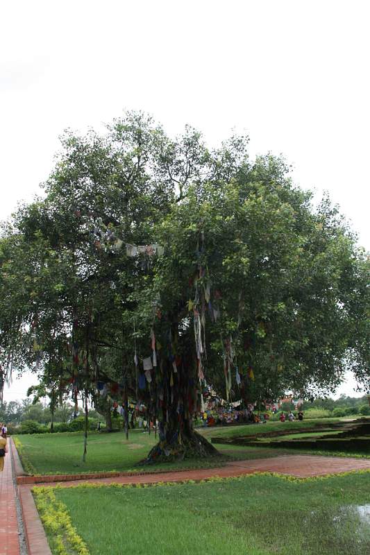 India & Nepal 2011 - 0657